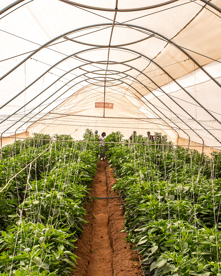 Greenhouse Farm