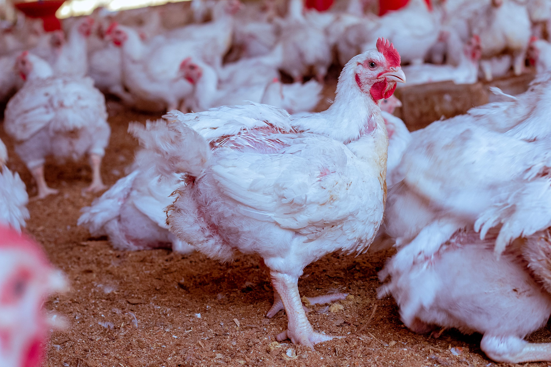 Live Broiler Chicken