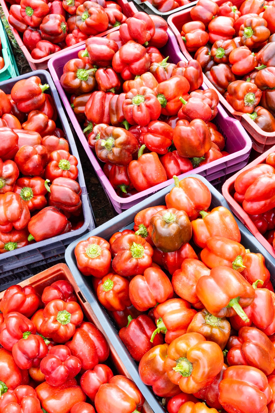 Red Bell Peppers (Basket)