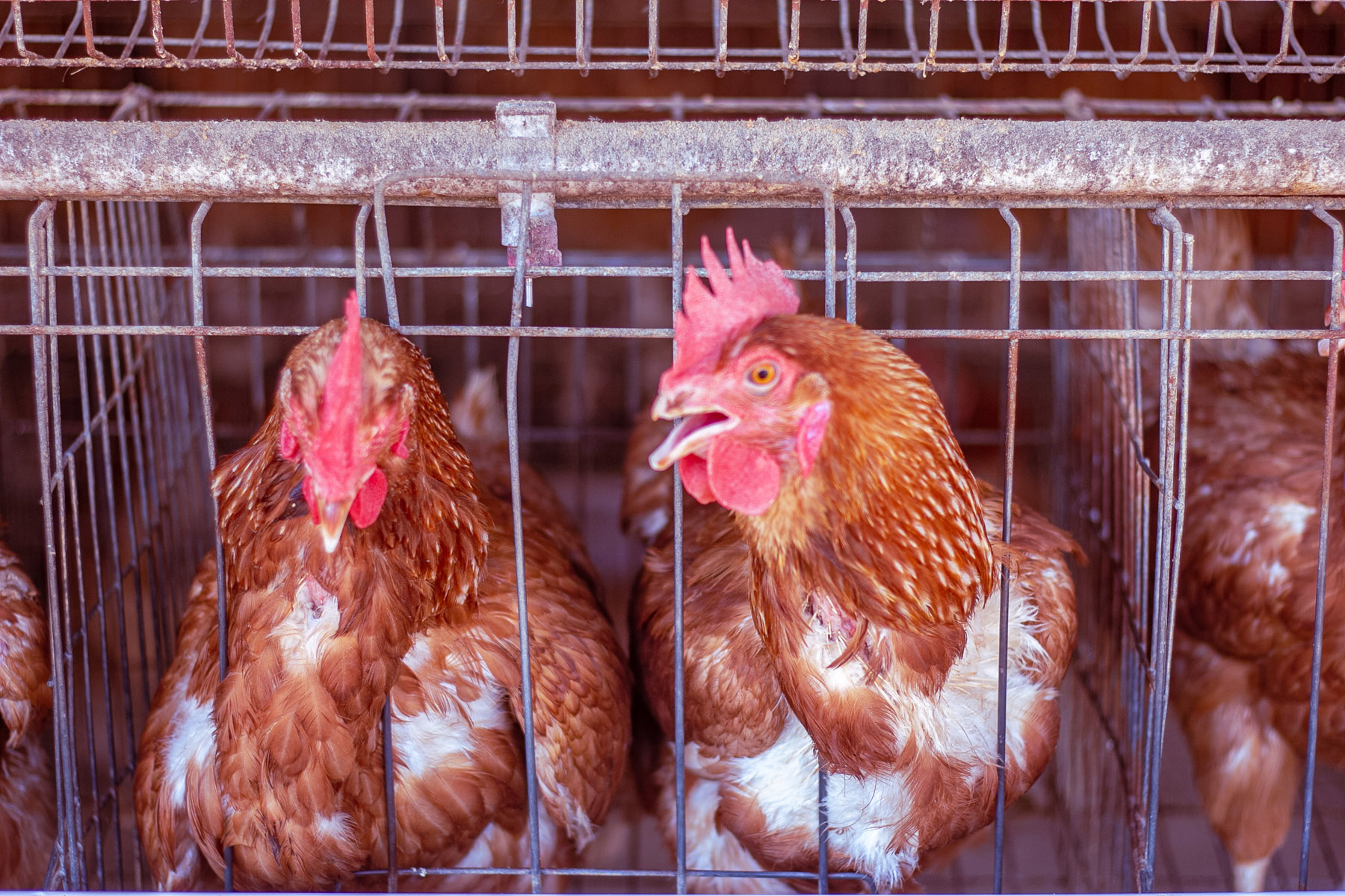 Live Broiler Chicken